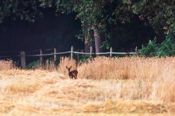 Fawn standing in cut wheat field. — Stock Photo, Image