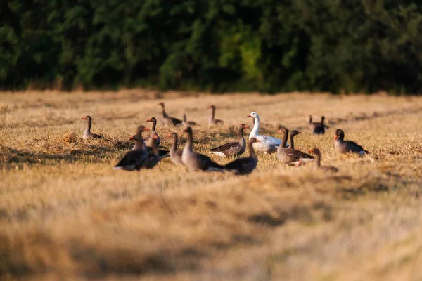 Geese in meadow with dry yellow grass. — Stock Photo, Image