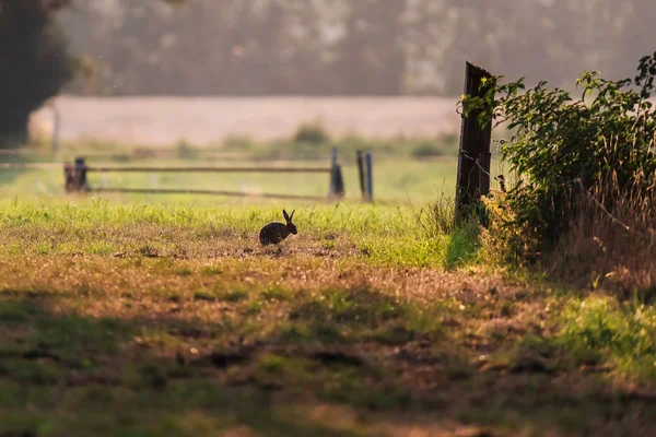 Hase sitzt in Ackerland im Gegenlicht. — Stockfoto