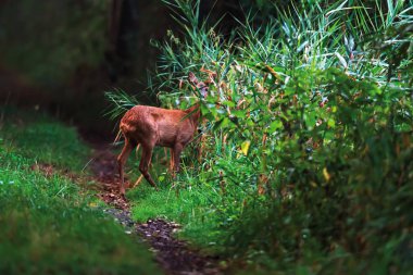 Sazlık arasındaki orman yolunda karaca doe.