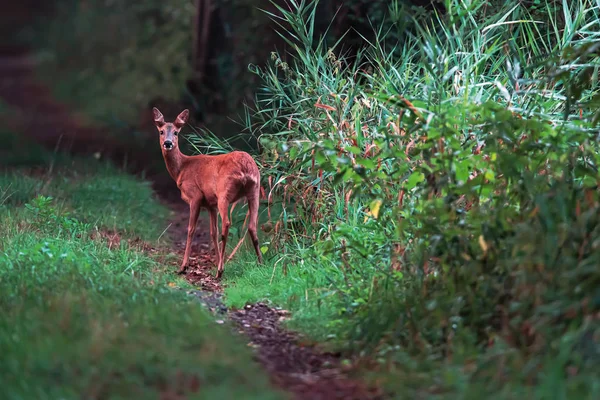Roe cervo corça no caminho da floresta olhando towars câmera . — Fotografia de Stock