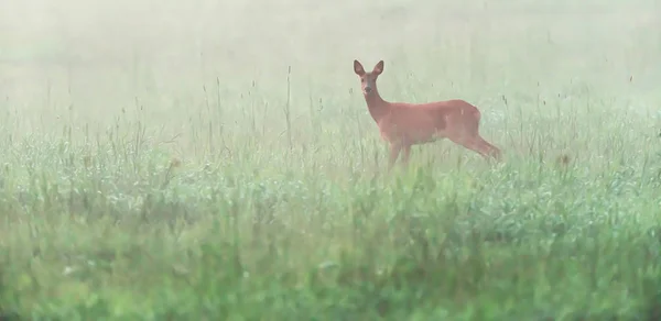 在薄雾的草地上，罗鹿在看着相机. — 图库照片