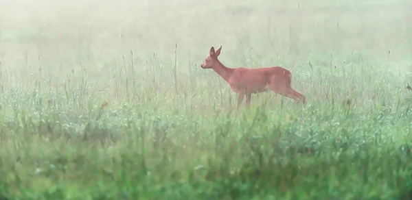 Roe cervo corça em pé no prado enevoado. Vista lateral . — Fotografia de Stock