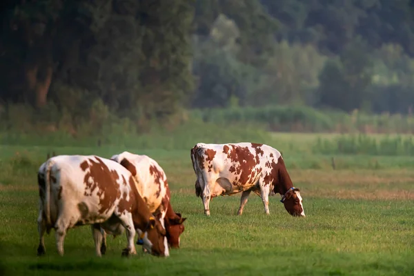 Vacas em pastagem no prado perto da floresta . — Fotografia de Stock