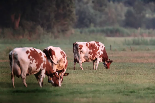 Vacas em pastagem no prado perto da floresta . — Fotografia de Stock