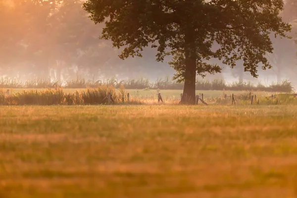 夏の夕日の曇り草原の木. — ストック写真