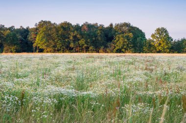 Akşam sunlig yabani beyaz çiçekler ve ağaç sırası ile Alan