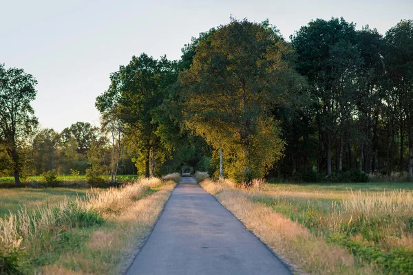 Country road in summer in evening sunlight. — Stock Photo, Image