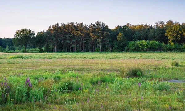 Wildes Feld mit Wald im Abendsonnenlicht im Sommer. — Stockfoto