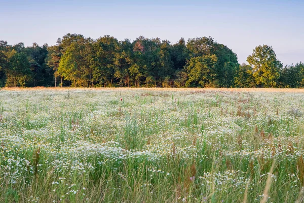 Veld met wilde witte bloemen en rij bomen in avond sunlig — Stockfoto