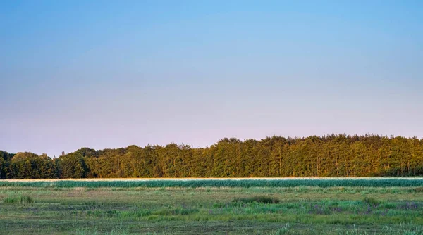 夏の夕方の森林縁の農地. — ストック写真