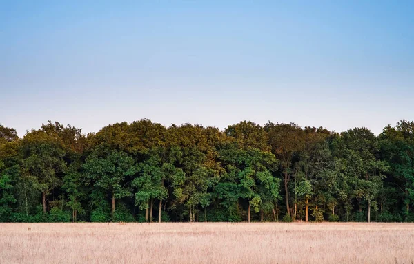 Field with tall dry grass at forest edge in evening sun. — Stock Photo, Image