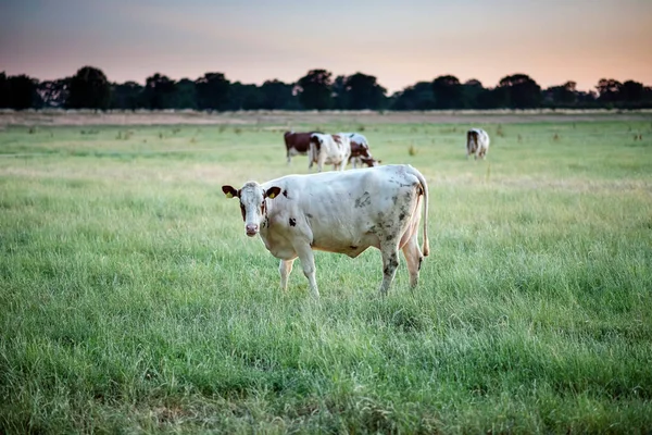 Dairy cattle in summer meadow at sunset. — Stock Photo, Image