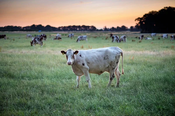 Ganado lechero en el prado de verano al atardecer . —  Fotos de Stock