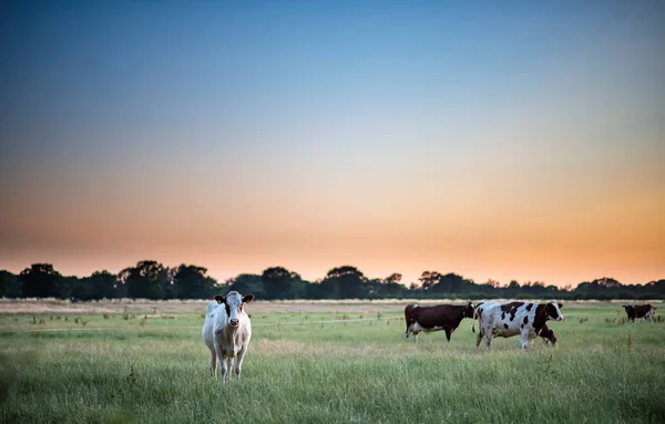 Hovězí dobytek v letní louce při západu slunce. — Stock fotografie