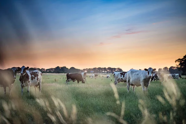 Bovinos leiteiros no prado de verão ao pôr do sol . — Fotografia de Stock