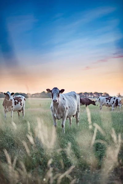 Bovinos leiteiros no prado de verão ao pôr do sol . — Fotografia de Stock