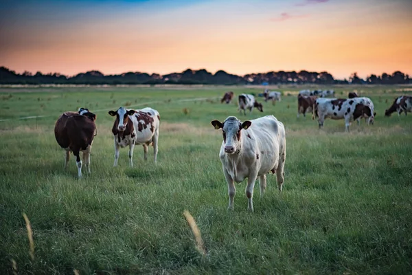 Bovinos leiteiros no prado de verão ao pôr do sol . — Fotografia de Stock