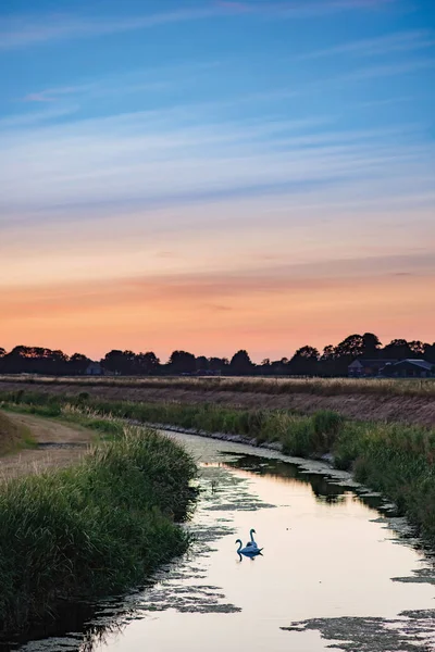 Deux cygnes dans la rivière à travers le paysage rural au coucher du soleil . — Photo