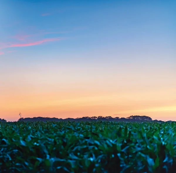 Terres agricoles dans la campagne néerlandaise au crépuscule . — Photo