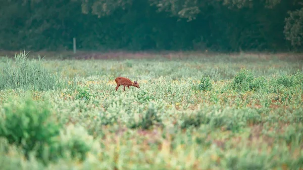 रो हिरण हिरण युवा वनस्पति के साथ मैदान में भोजन कर रहा है . — स्टॉक फ़ोटो, इमेज