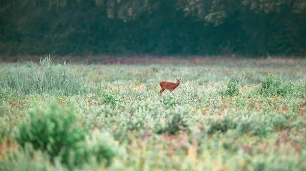 Roe jelen v terénu s mladou vegetací. — Stock fotografie