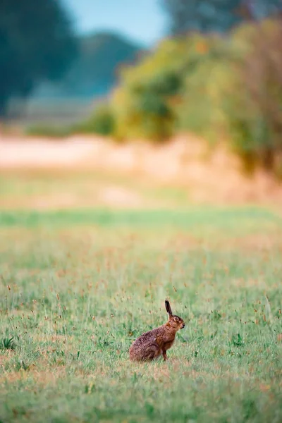 Hasen sitzen auf Sommerwiese neben Büschen. — Stockfoto