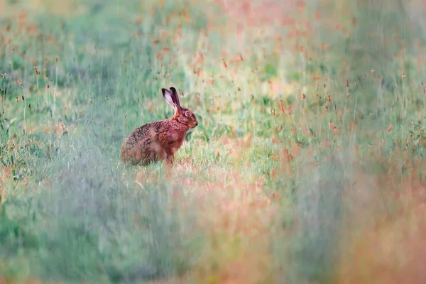 Zajíc sedící v letní louce. — Stock fotografie