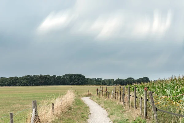 曇り空の下のフェンスとトウモロコシ畑の間の泥道。長い — ストック写真