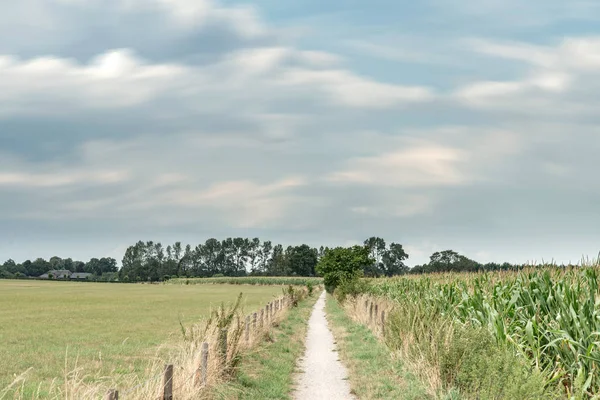Bulutlu gökyüzünün altında çit ve mısır tarlası arasındaki toprak yol. Uzun — Stok fotoğraf