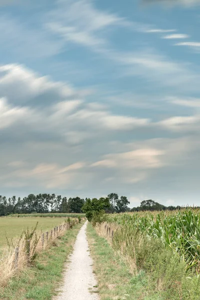 Dirt pathway between fence and corn field under cloudy sky. Long — Stock Photo, Image