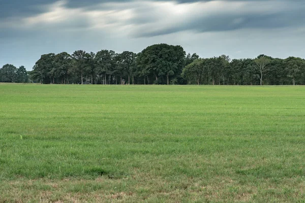 曇り空の下の地平線に木がある牧草地。長時間露光商 — ストック写真