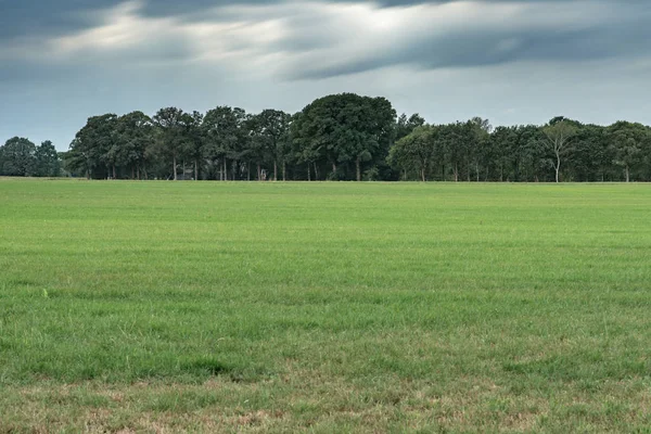 Wiese mit Bäumen am Horizont unter bewölktem Himmel. Langzeitbelichtung sho — Stockfoto