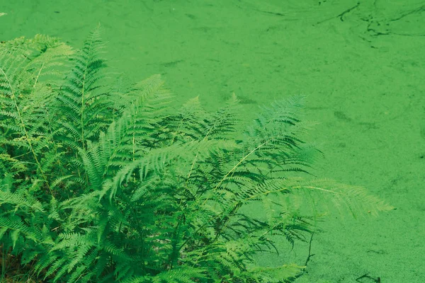 Ferns on the edge of a pond covered with duckweed. — Stock Photo, Image