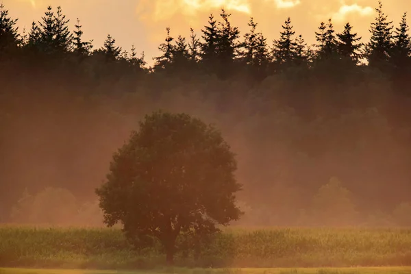 Solitary träd på kanten av tallskogen på dimmigt kväll. — Stockfoto