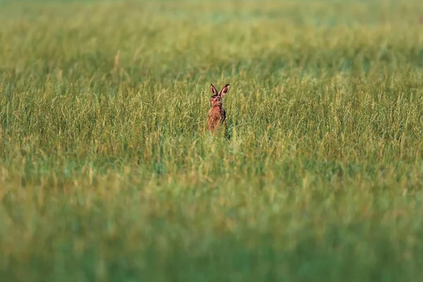 Le lièvre se tient entre les hautes herbes au soleil du soir . — Photo