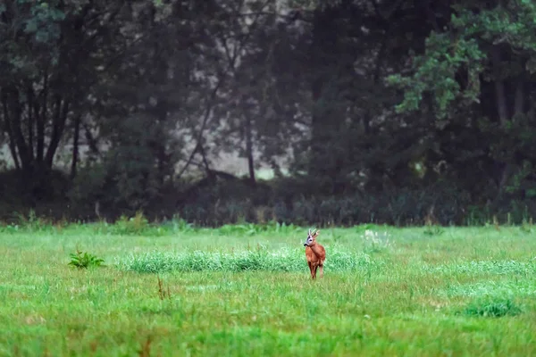 Jeune chevreuil dans la prairie à la recherche de nourriture . — Photo