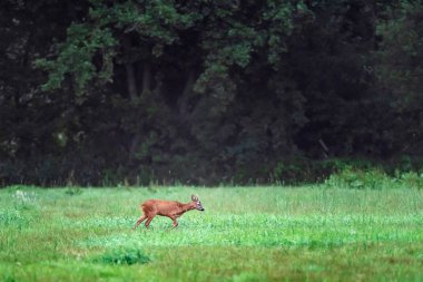 Çayırda genç roebuck yiyecek arıyor.