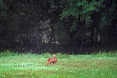 Çayırda genç roebuck yiyecek arıyor.