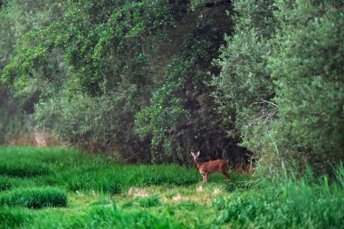 Ormanın kenarında çayırkaraca karaca doe.