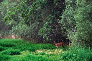 Ormanın kenarında çayırkaraca karaca doe.