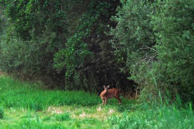 Ormanın kenarında çayırkaraca karaca doe.