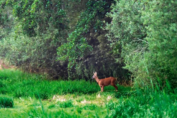 Roe Doe no prado na borda da floresta . — Fotografia de Stock