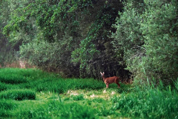 Roe DOE na louce na okraji lesa. — Stock fotografie