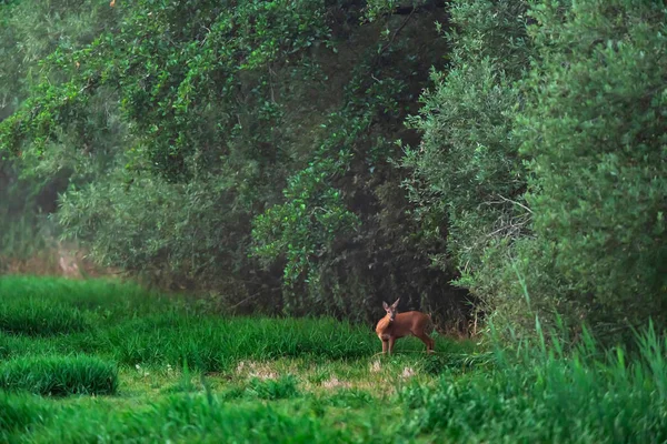 Paloma en el prado al borde del bosque . —  Fotos de Stock