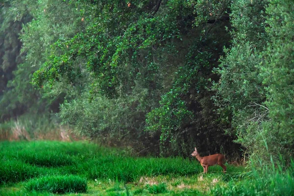 Roe doe in de weide aan de rand van het bos. — Stockfoto