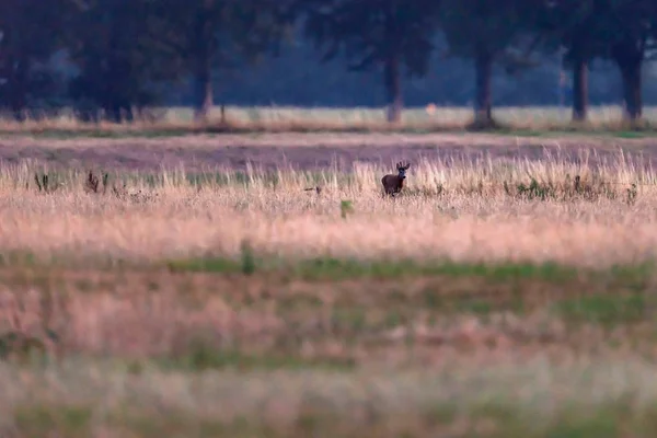 Young roebuck roams over meadow at dusk. — Stock Photo, Image