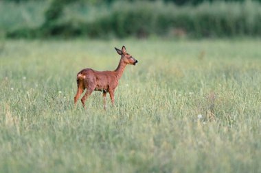 Çayırda uzun otlarla duran karaca. Yan görünüm.