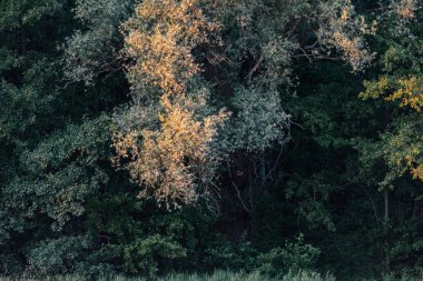 Akşam güneş ışığında farklı ağaç türleri ile orman kenarı.