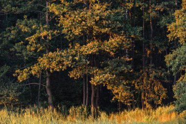 Akşam güneş ışığında farklı ağaç türleri ile orman kenarı.